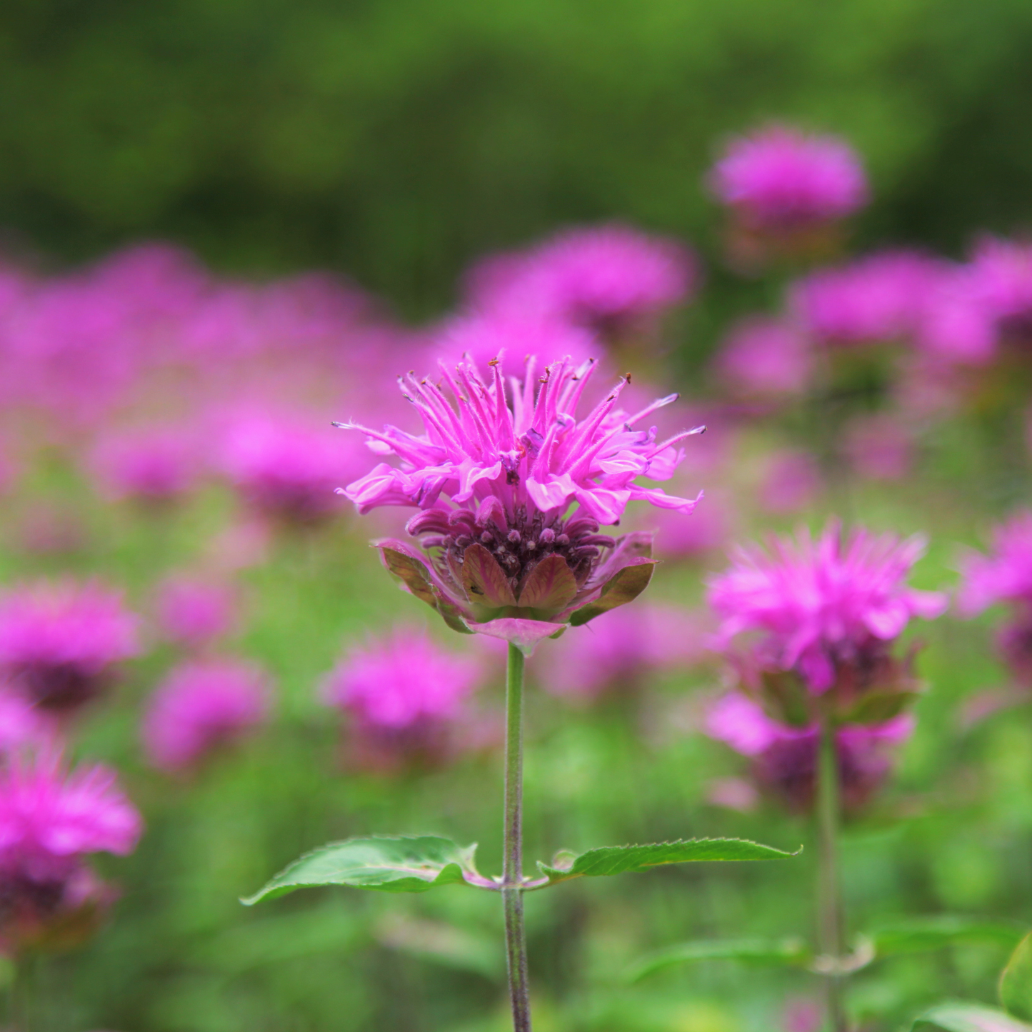 ROSENMONARDENÖL BIO