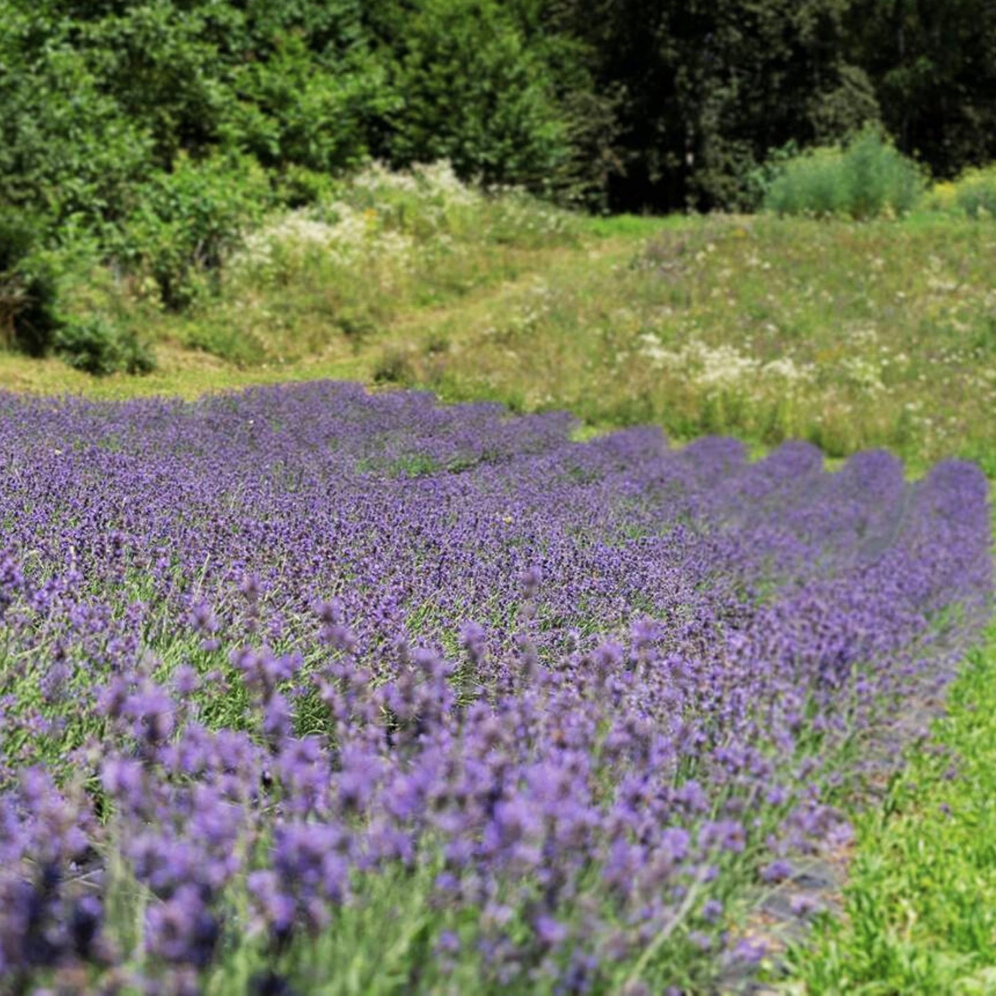 LAVENDEL ÖL - BIO