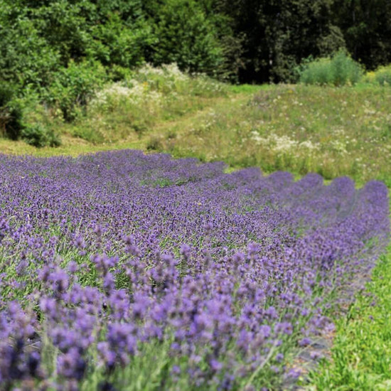 LAVENDEL ÖL - BIO